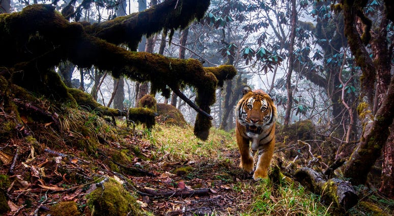 To capture this shot, photographer Emmanuel Rondeau set up eight triggered cameras in the Trongsa District of the Kingdom of Bhutan. To capture this shot, photographer Emmanuel Rondeau set up eight triggered cameras in the Trongsa District of the Kingdom of Bhutan.