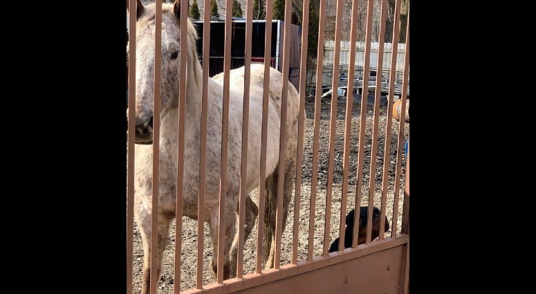 Chicago police and Animal Care and Control are investigating after one horse was found dead and another injured Feb. 15, 2020, at a yard in the 1000 block of West 61st Street in Englewood. Chicago police and Animal Care and Control are investigating after one horse was found dead and another injured Feb. 15, 2020, at a yard in the 1000 block of West 61st Street in Englewood.