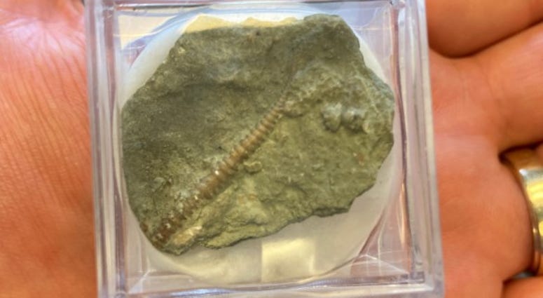 Oswego Fossil