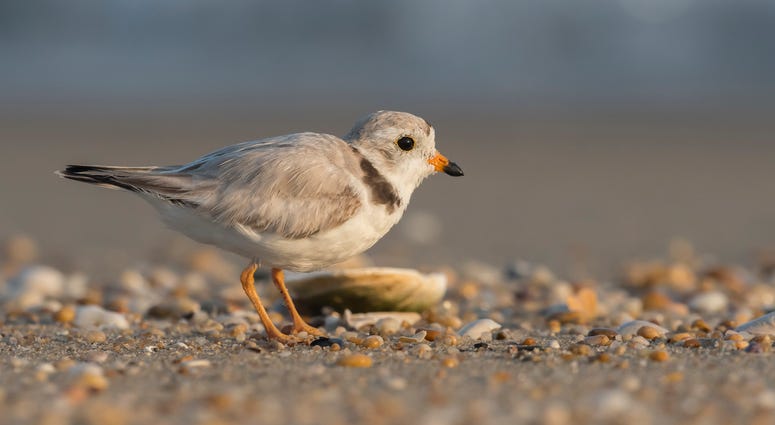 Plover Plover