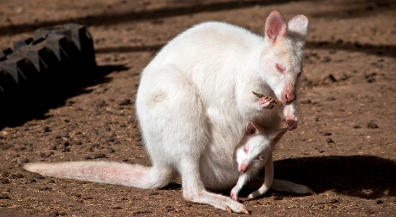 Albino Wallaby Albino Wallaby