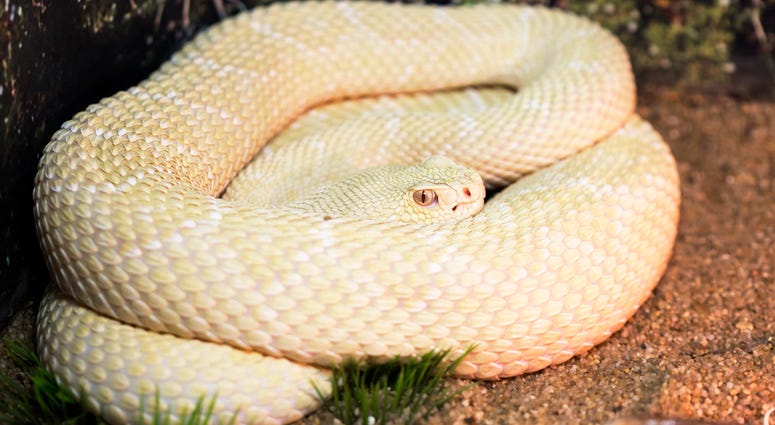 Albino Snake Albino Snake