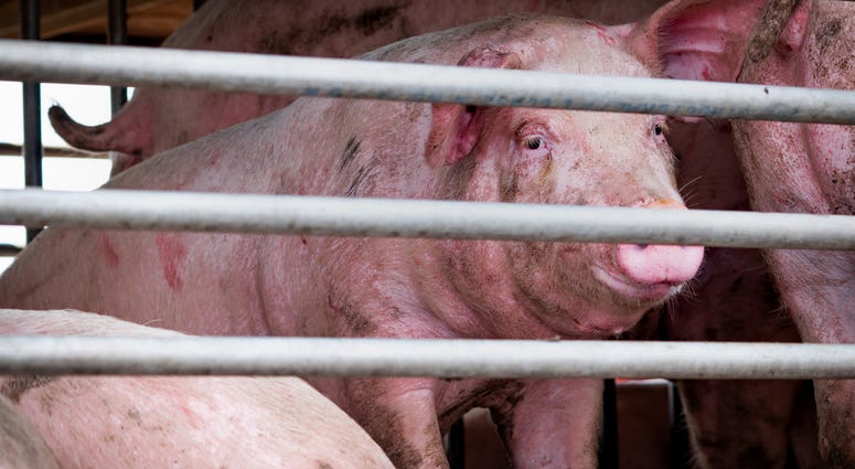 Caged Pig Caged Pig