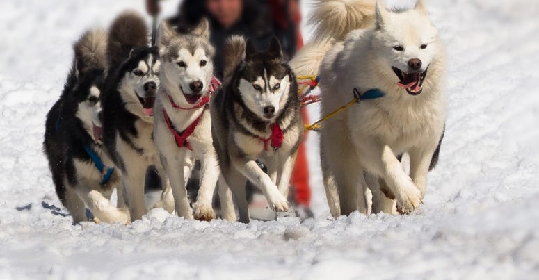 Dog sled Dog sled