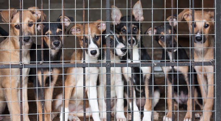 Dogs in kennel Dogs in kennel
