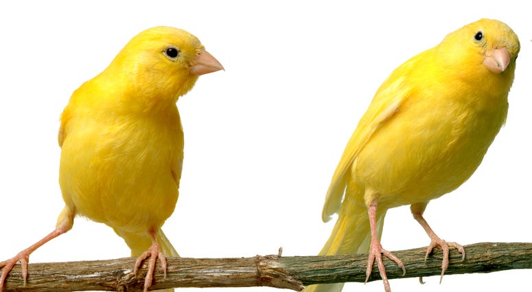 Canaries Canaries