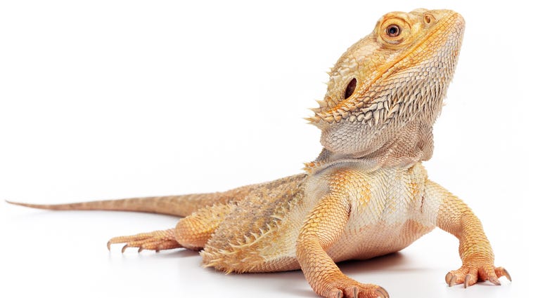bearded dragon bearded dragon