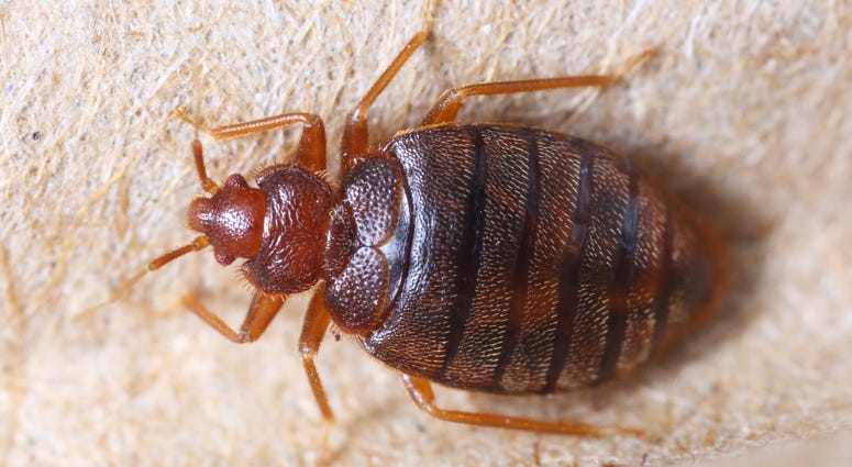 Bedbug Bedbug