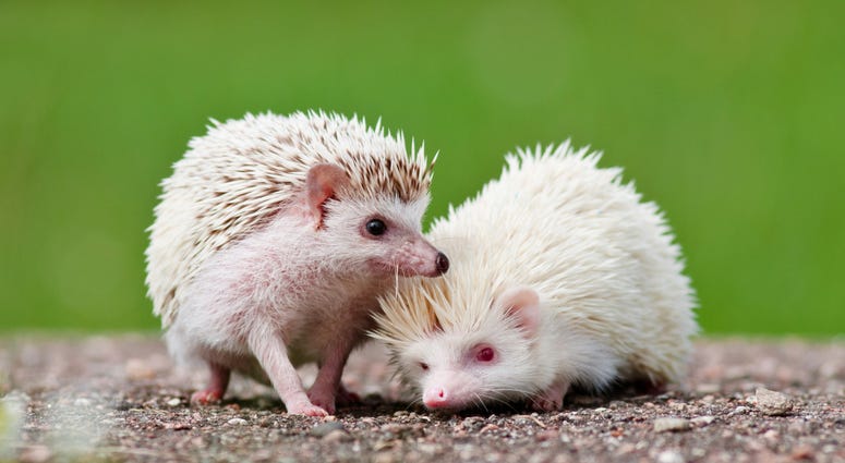 Albino Hedgehog Albino Hedgehog