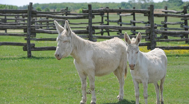 Albino Donkey Albino Donkey