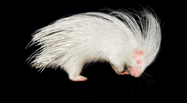 Albino Porcupine Albino Porcupine