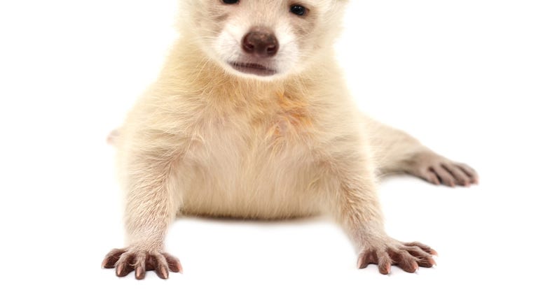 Albino Raccoon Albino Raccoon