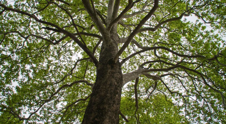 Elm Tree Elm Tree