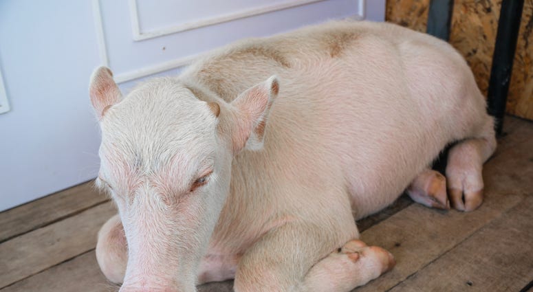 Albino Buffalo Albino Buffalo