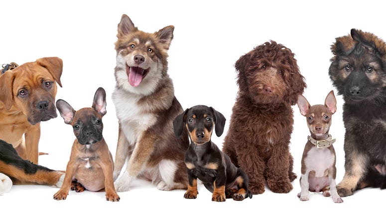 Dogs Dogs