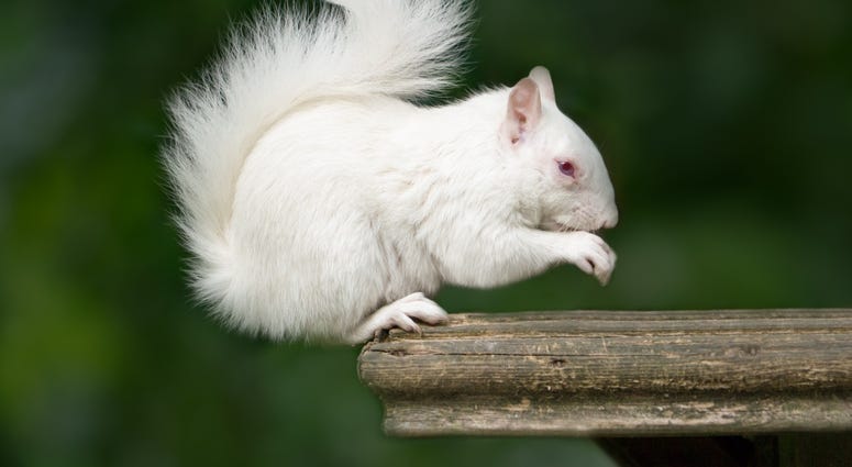 Albino Squirrel Albino Squirrel