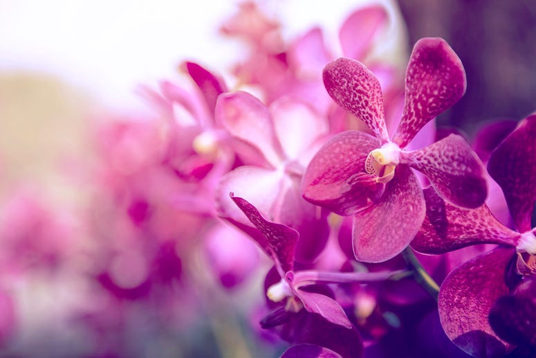 Orchid Orchid