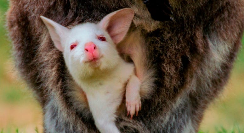 Albino Wallaby Albino Wallaby