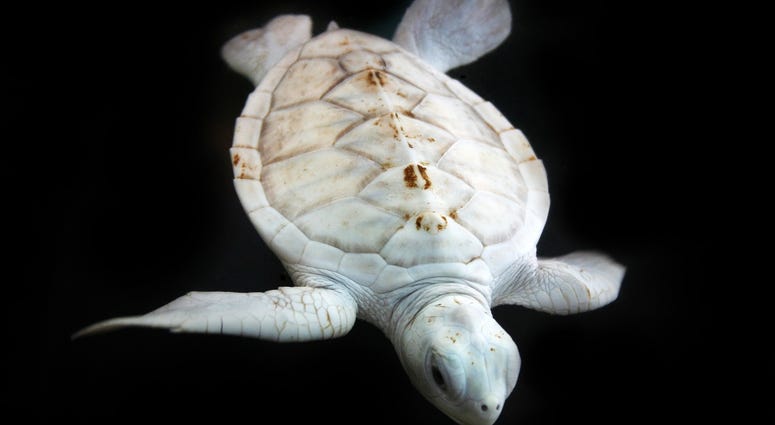 Albino Turtle Albino Turtle