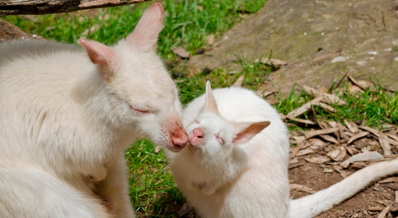 Albino Kangaroo Albino Kangaroo