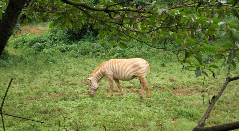 Albino Zebra Albino Zebra