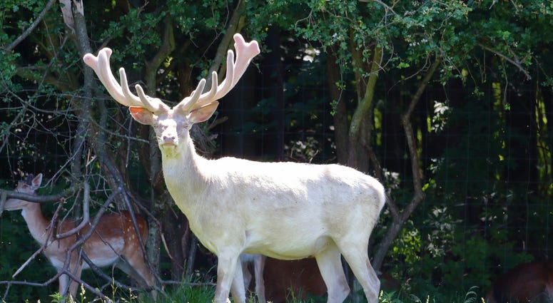 Albino Deer Albino Deer