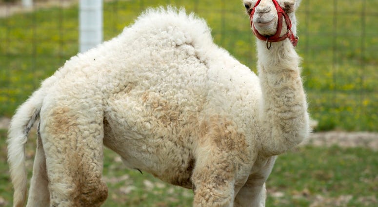 Albino Camel Albino Camel