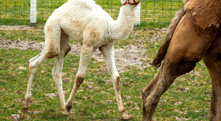 Albino Camel Albino Camel