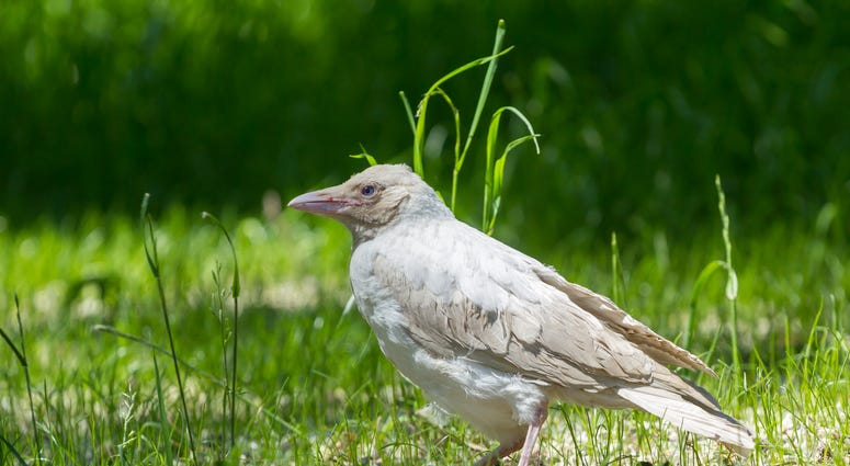 Albino Raven Albino Raven