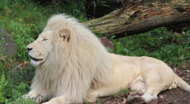 White African Lion White African Lion