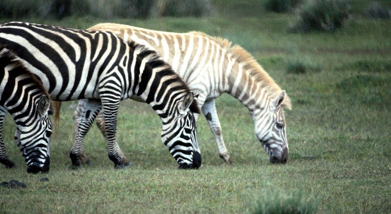 Albino Zebra Albino Zebra