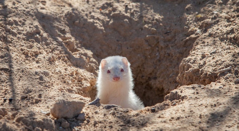 Albino Ferret Albino Ferret