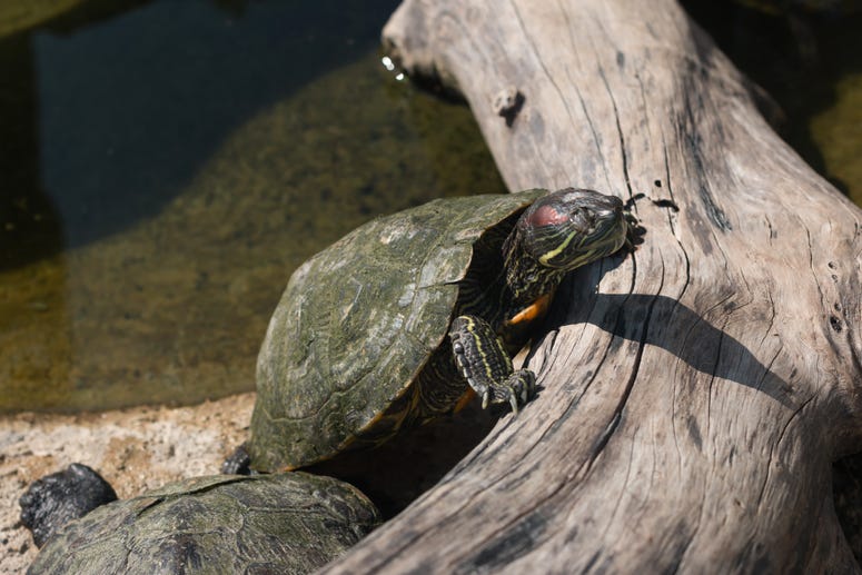 Turtle Turtle