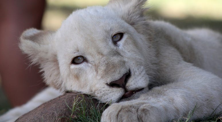 White African Lion White African Lion