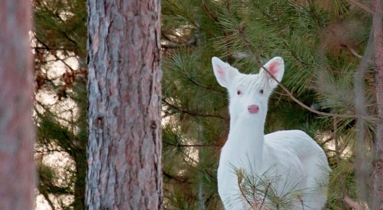 Albino Deer Albino Deer