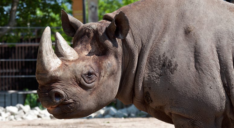 Maku, a 34-year-old male eastern black rhino at Lincoln Park Zoo Maku, a 34-year-old male eastern black rhino at Lincoln Park Zoo