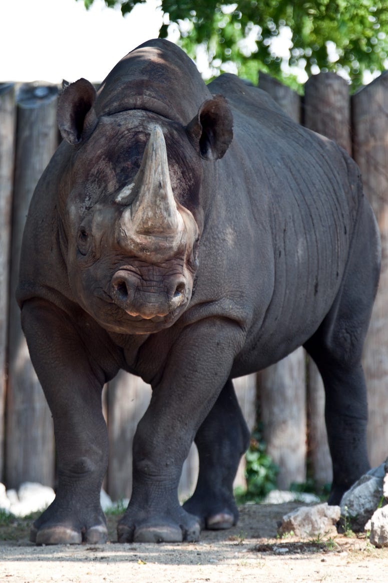 Maku, a 34-year-old male eastern black rhino at Lincoln Park Zoo Maku, a 34-year-old male eastern black rhino at Lincoln Park Zoo