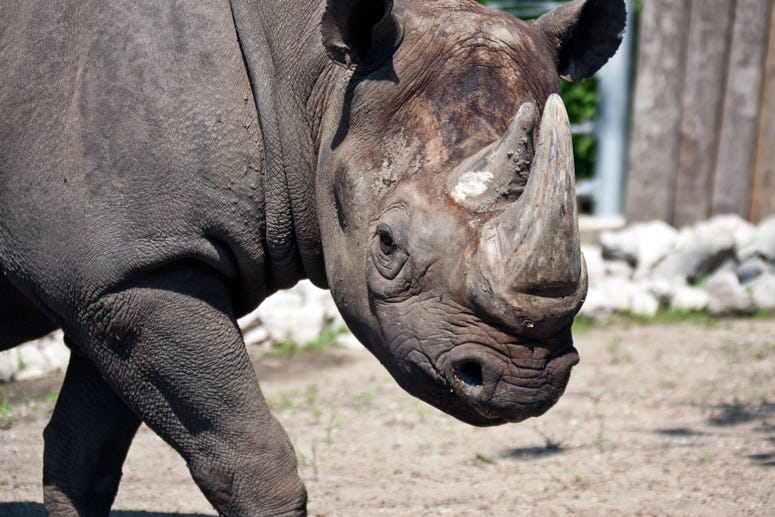 Maku, a 34-year-old male eastern black rhino at Lincoln Park Zoo Maku, a 34-year-old male eastern black rhino at Lincoln Park Zoo