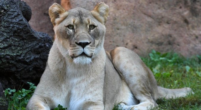 Isis Lion Dead