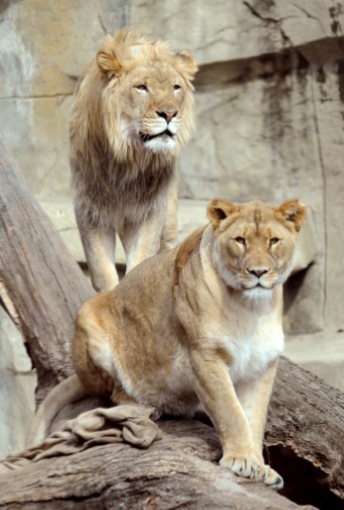 Isis Zenda Lions