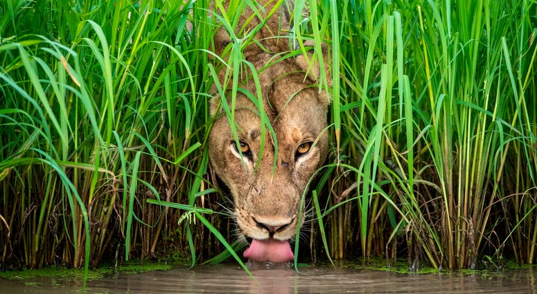 A lioness drinks from a waterhole in Zambia’s South Luangwa National Park. When photographer Isak Pretorius spotted this lioness walking away from her group, he anticipated that she might be going for a drink. A lioness drinks from a waterhole in Zambia’s South Luangwa National Park. When photographer Isak Pretorius spotted this lioness walking away from her group, he anticipated that she might be going for a drink.
