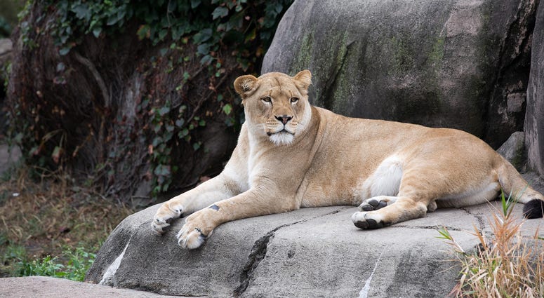 Kamali, Lincoln Park Zoo female lion Kamali, Lincoln Park Zoo female lion