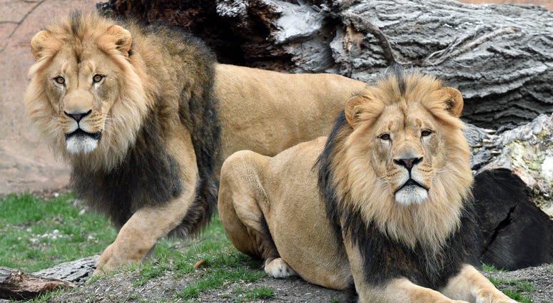 Brookfield Zoo New Lions