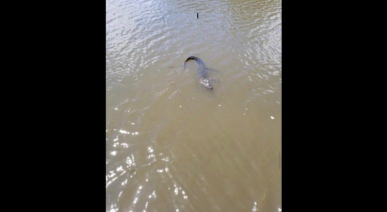 Lynwood police and firefighters are attempting to catch a small alligator that was spotted in a small lake surrounded by homes. Lynwood police and firefighters are attempting to catch a small alligator that was spotted in a small lake surrounded by homes.