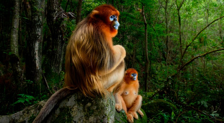As a group of Qinling golden snub-nosed monkeys jumped from tree to tree in the forests of Shaanxi Province, China, the photographer Marsel van Oosten struggled to keep up. Gradually, he learned to predict the monkeys’ behavior. As a group of Qinling golden snub-nosed monkeys jumped from tree to tree in the forests of Shaanxi Province, China, the photographer Marsel van Oosten struggled to keep up. Gradually, he learned to predict the monkeys’ behavior.