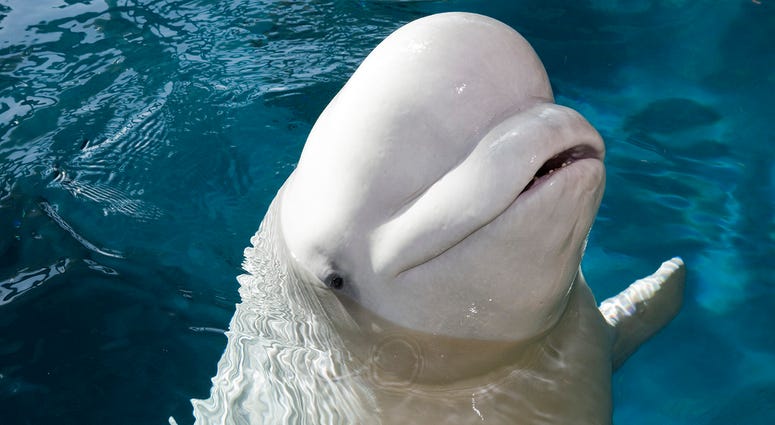 Mauyak, pregnant beluga whale, Shedd Aquarium