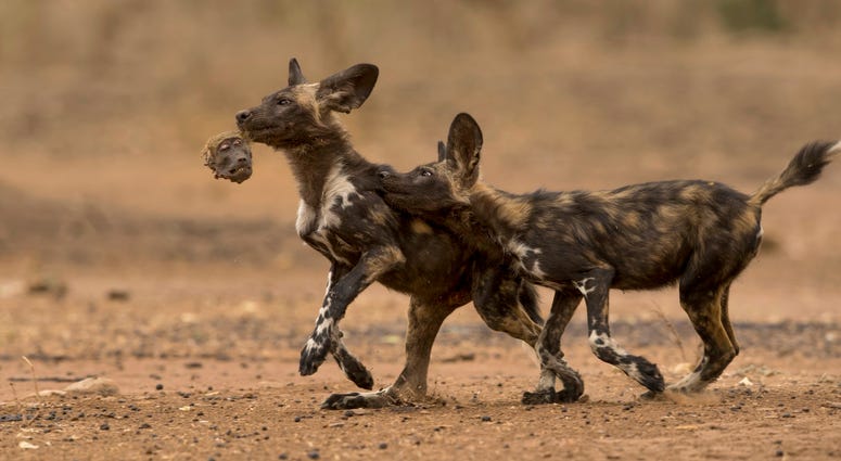 Two African wild dog puppies (aka painted wolf) in northern Zimbabwe play with the remains of their breakfast—the head of a chacmababoon Two African wild dog puppies (aka painted wolf) in northern Zimbabwe play with the remains of their breakfast—the head of a chacmababoon