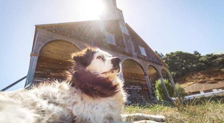 Pets blessed at church Pets blessed at church