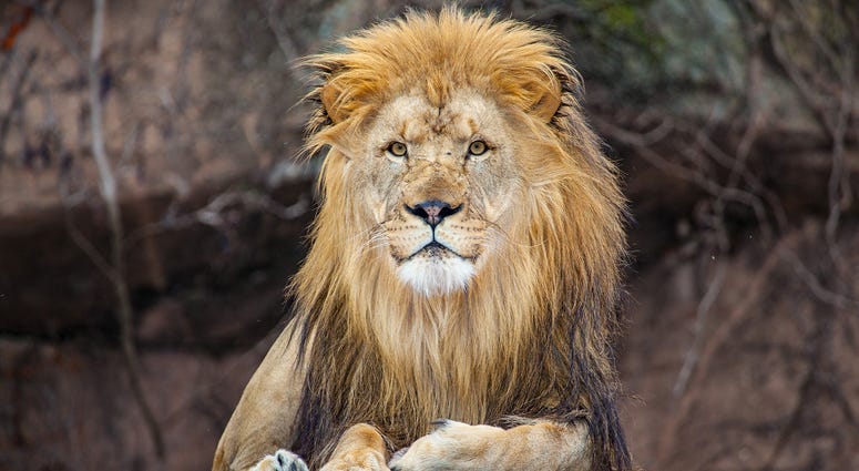 Sahar, Lincoln Park Zoo male lion Sahar, Lincoln Park Zoo male lion