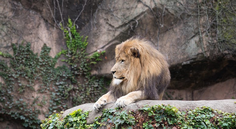 Sahar, Lincoln Park Zoo male lion Sahar, Lincoln Park Zoo male lion